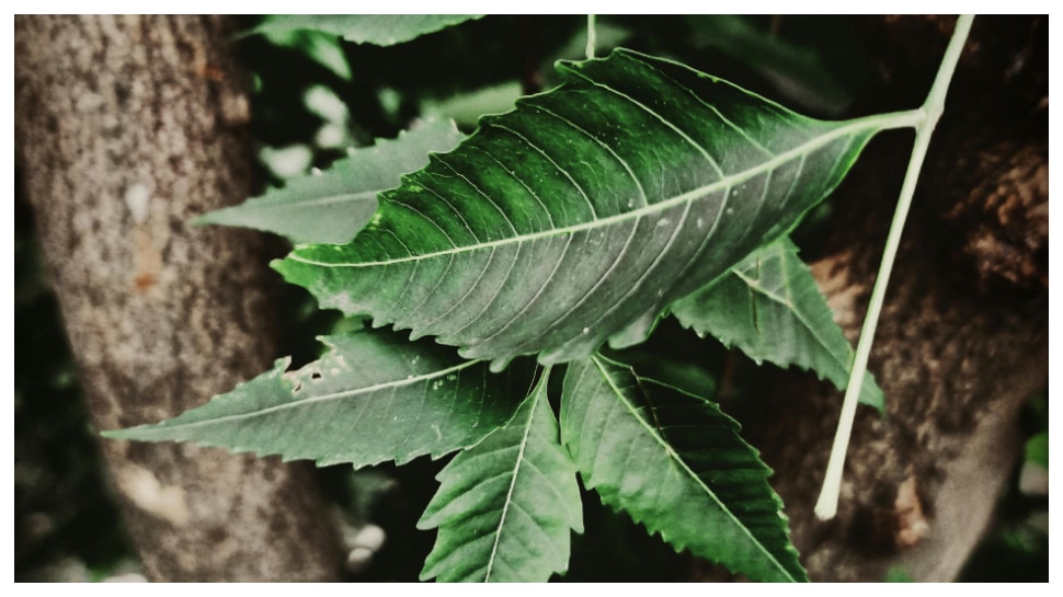 Neem Leaves: వేప ఇలా వాడితే చుండ్రుకు చెక్‌.. ముఖంపై యాక్నేకు టాటా చెప్పండి..