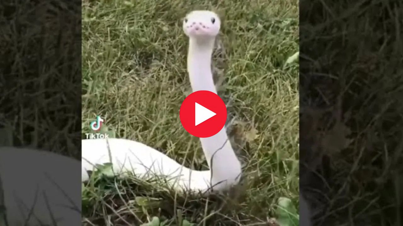 White Viper Snake Video Watch Here: అరుదైన తెలుపు రంగు వైపర్.. కెమెరాకు ఎలా ఫోజులిస్తుందో చూడండి.. White Viper Snake Video Watch Here: అరుదైన తెలుపు రంగు వైపర్.. కెమెరాకు ఎలా ఫోజులిస్తుందో చూడండి..