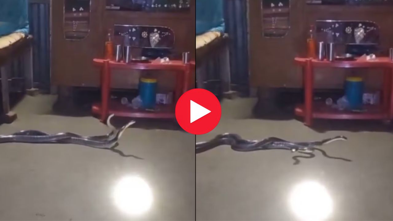 Snakes Romance Video: ఛీఛీ..బెడ్ రూమ్‌లో రొమాన్స్ చేసుకుంటున్న పాములు.. వీడియో చూస్తారా?