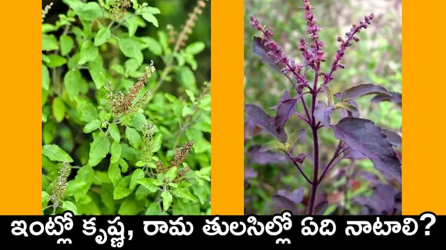 Tulsi Tips: ఇంట్లో కృష్ణ, రామ తులసిల్లో ఏది నాటాలి? 