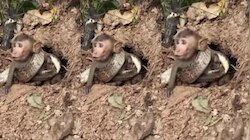 King Cobra Video: పాపం.. కోతి చుట్టు చుట్టుకున్న భారీ కింగ్‌ కోబ్రా.. వీడియో చూడండి!