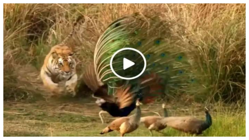 Viral Video: పురివిప్పి నృత్యం చేస్తున్న నెమలి.. వేటా దొరికిందిరా అని దూకిన పులి, ఉత్కంఠభరితమైన ఈ వీడియో చూడండి ..