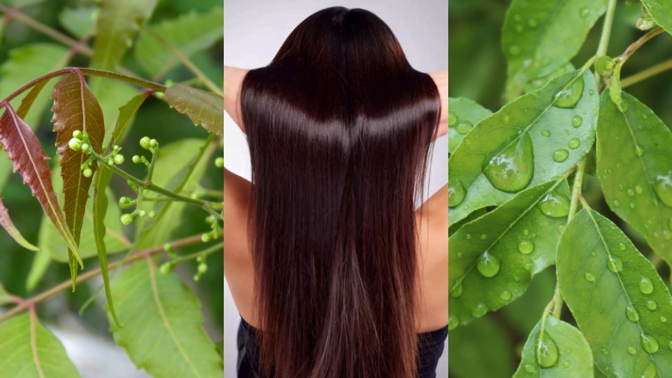 Neem And Curry Leaves: ఈ 2 ఆకులు కలిపి జుట్టుకు రాస్తే గుబురుగా నడుము వరకు పెరుగుతూనే ఉంటుంది..