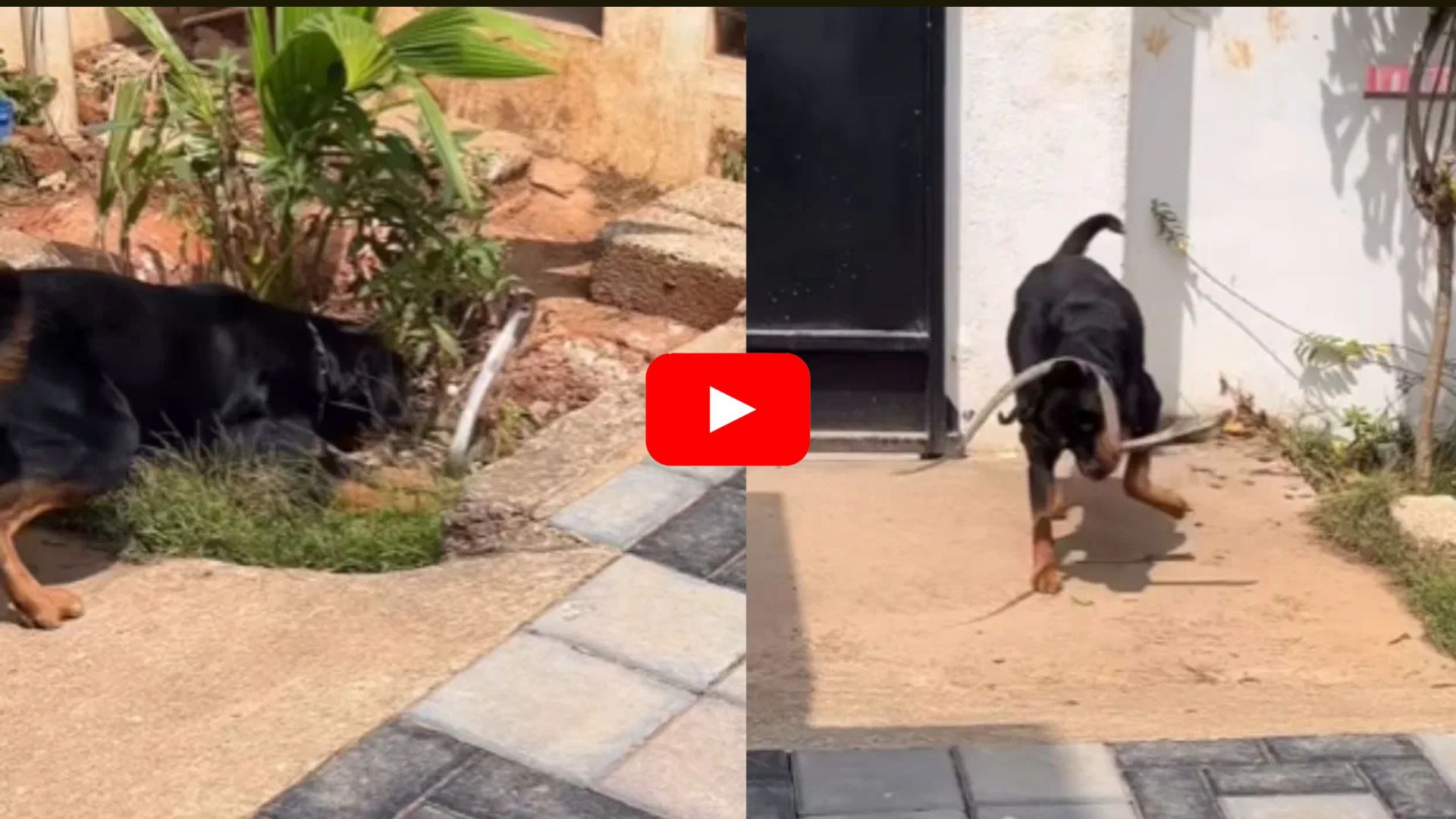 Rottweiler Vs King Cobra: పామును రెండు ముక్కలుగా చీల్చిన కుక్క.. ఈ వీడియో చూస్తే మీరు ధైర్యవంతులే..