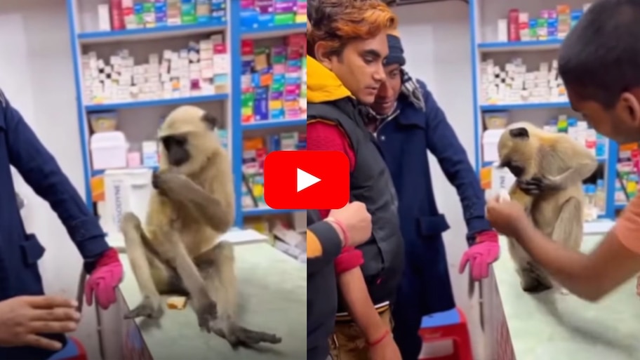 Monkey Viral Video: చాలా తెలివైన కోతి.. గాయమైందని డాక్టర్ దగ్గరికి వెళ్లింది.. వీడియో చూడండి!