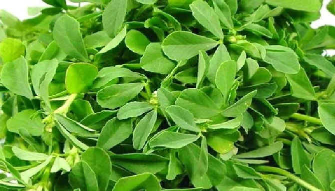 Diabetic Remedy: మెంతులే కాదు మెంతి ఆకుల్లోనూ ఔషధ గుణాలు, డయాబెటిస్కు సూపర్ మెడిసిన్ ఇదే Diabetic Remedy: మెంతులే కాదు మెంతి ఆకుల్లోనూ ఔషధ గుణాలు, డయాబెటిస్కు సూపర్ మెడిసిన్ ఇదే