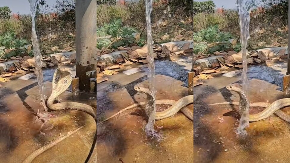 Viral Video: ఎండలు బాబోయ్.. ఎండలు.. హ్యాండ్ బోర్ కింద సేదతీరుతున్న కోబ్రా స్నేక్.. వీడియో వైరల్.. 