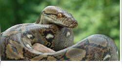 Snakes lifespan: పాములు ఎంతకాలం జీవిస్తాయి ఏ పాము ఎక్కువ కాలం బతుకుతుంది కారణాలేంటి