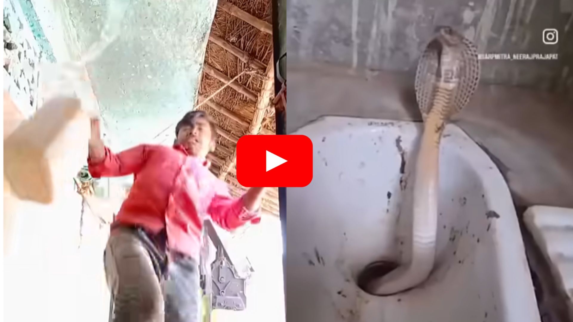 King Cobra Video: బాత్ రూమ్లో అతి భయంకరమైన పాము.. యువకుడు ఏం చేశాడో చూడండి.. King Cobra Video: బాత్ రూమ్లో అతి భయంకరమైన పాము.. యువకుడు ఏం చేశాడో చూడండి..