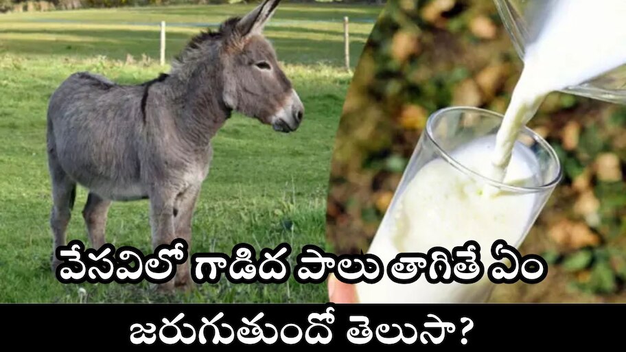 Donkey Milk Facts: వేసవిలో గాడిద పాలు తాగితే ఏం జరుగుతుందో తెలుసా?