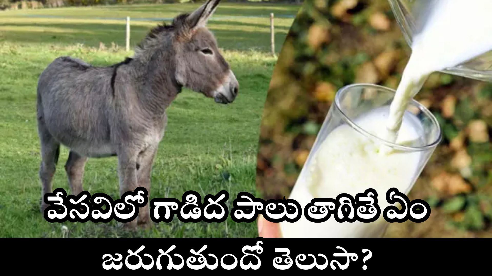 Donkey Milk Facts: వేసవిలో గాడిద పాలు తాగితే ఏం జరుగుతుందో తెలుసా? Donkey Milk Facts: వేసవిలో గాడిద పాలు తాగితే ఏం జరుగుతుందో తెలుసా?