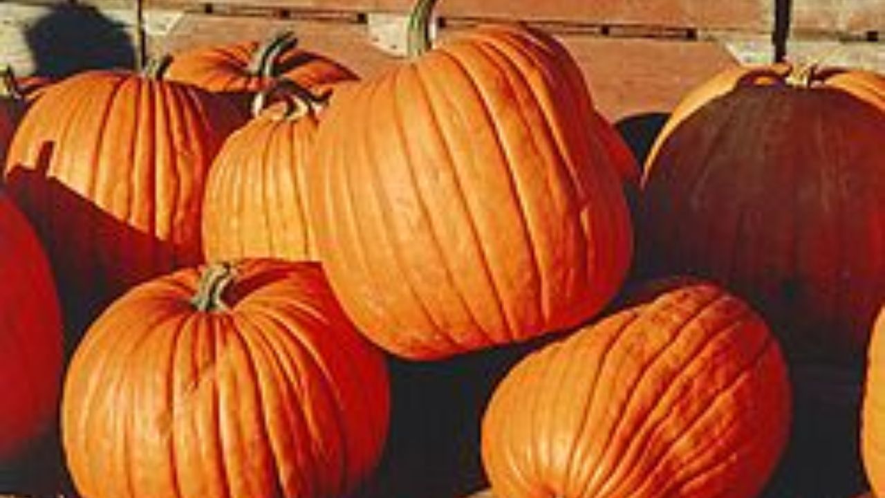 Pumpkin For Weight Loss: గుమ్మడికాయ ఇలా తింటే నెల రోజుల్లో బరువు తగ్గడం ఖాయం..! Pumpkin For Weight Loss: గుమ్మడికాయ ఇలా తింటే నెల రోజుల్లో బరువు తగ్గడం ఖాయం..!