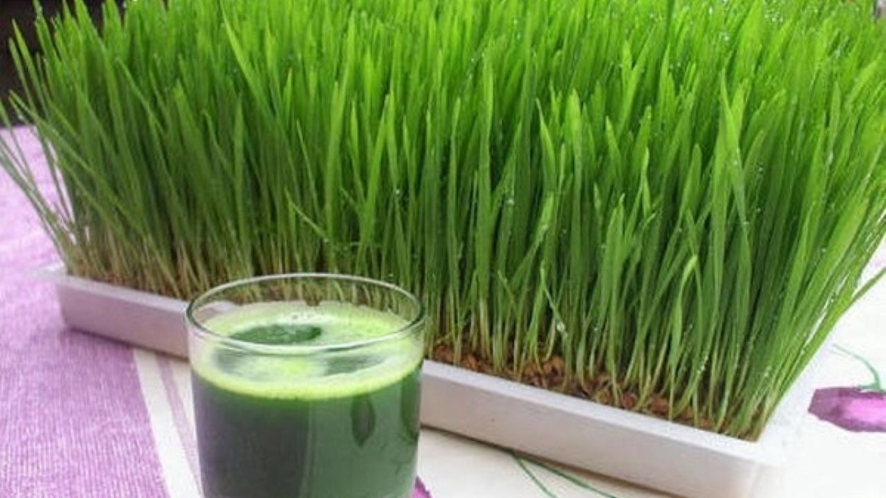 Wheat Grass Juice: సర్వ రోగ నివారిణి గోధుమ గడ్డి రసం..లాభాలు ఇవే! Wheat Grass Juice: సర్వ రోగ నివారిణి గోధుమ గడ్డి రసం..లాభాలు ఇవే!