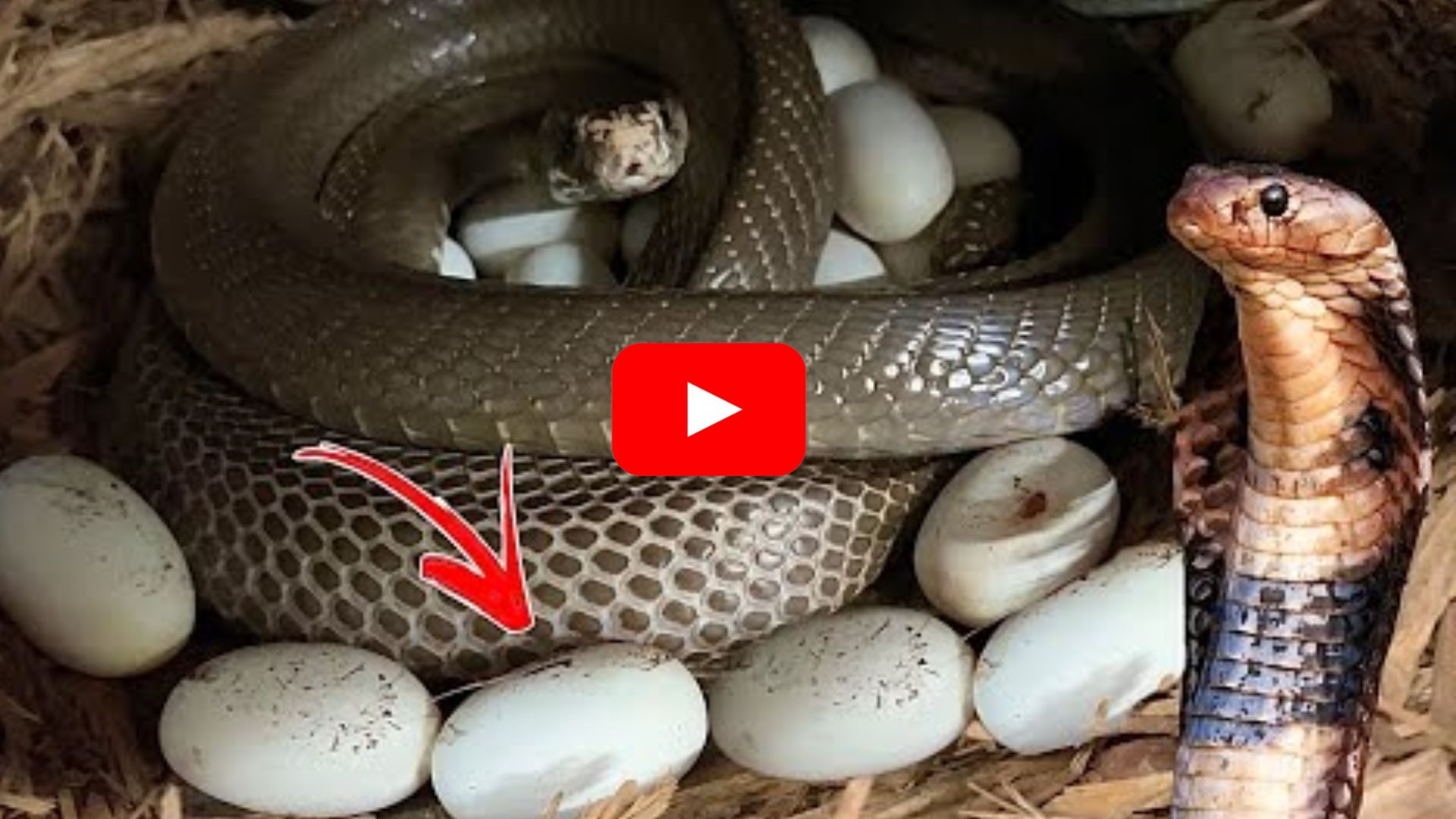 Snake Laid 120 Eggs: 120 గుడ్లు పెట్టిన పాము.. ఆశ్చర్యపోతున్న స్థానికులు.. ఆంధ్రప్రదేశ్‌లో ఎక్కడంటే..