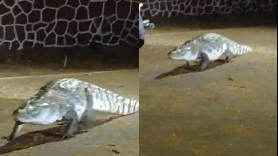 Crocodile Video: వామ్మో.. ఐఐటీ క్యాంపస్లో భారీ మొసలి.. అడ్మిషన్ కోసమంటూ నెటిజన్ల ఫన్నీ కామెంట్లు.. వీడియో వైరల్.. Crocodile Video: వామ్మో.. ఐఐటీ క్యాంపస్లో భారీ మొసలి.. అడ్మిషన్ కోసమంటూ నెటిజన్ల ఫన్నీ కామెంట్లు.. వీడియో వైరల్..