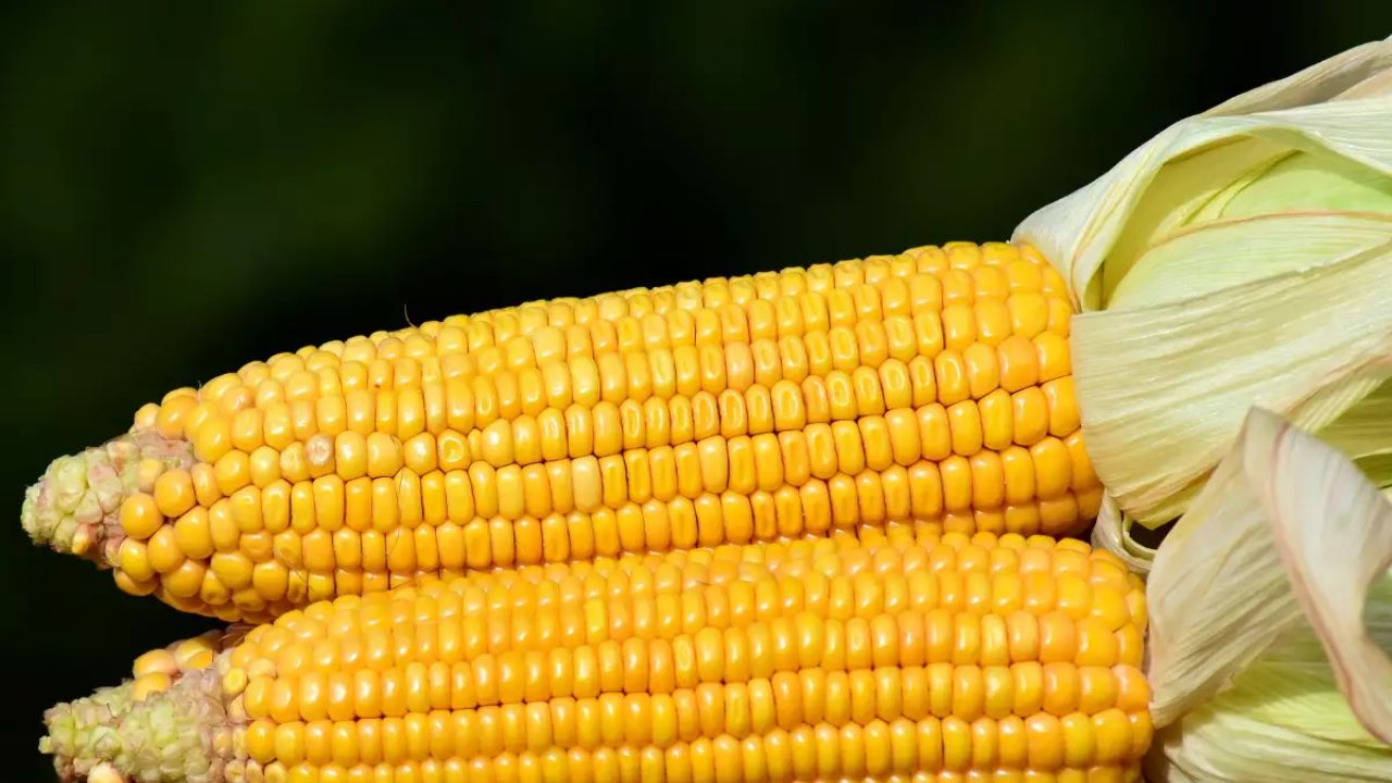 Sweet Corn Vs Weight Loss: అధిక బరువు సమస్యకు చెక్ పెట్టే అద్బుతమైన ఆహారం ఇదే.. Sweet Corn Vs Weight Loss: అధిక బరువు సమస్యకు చెక్ పెట్టే అద్బుతమైన ఆహారం ఇదే..
