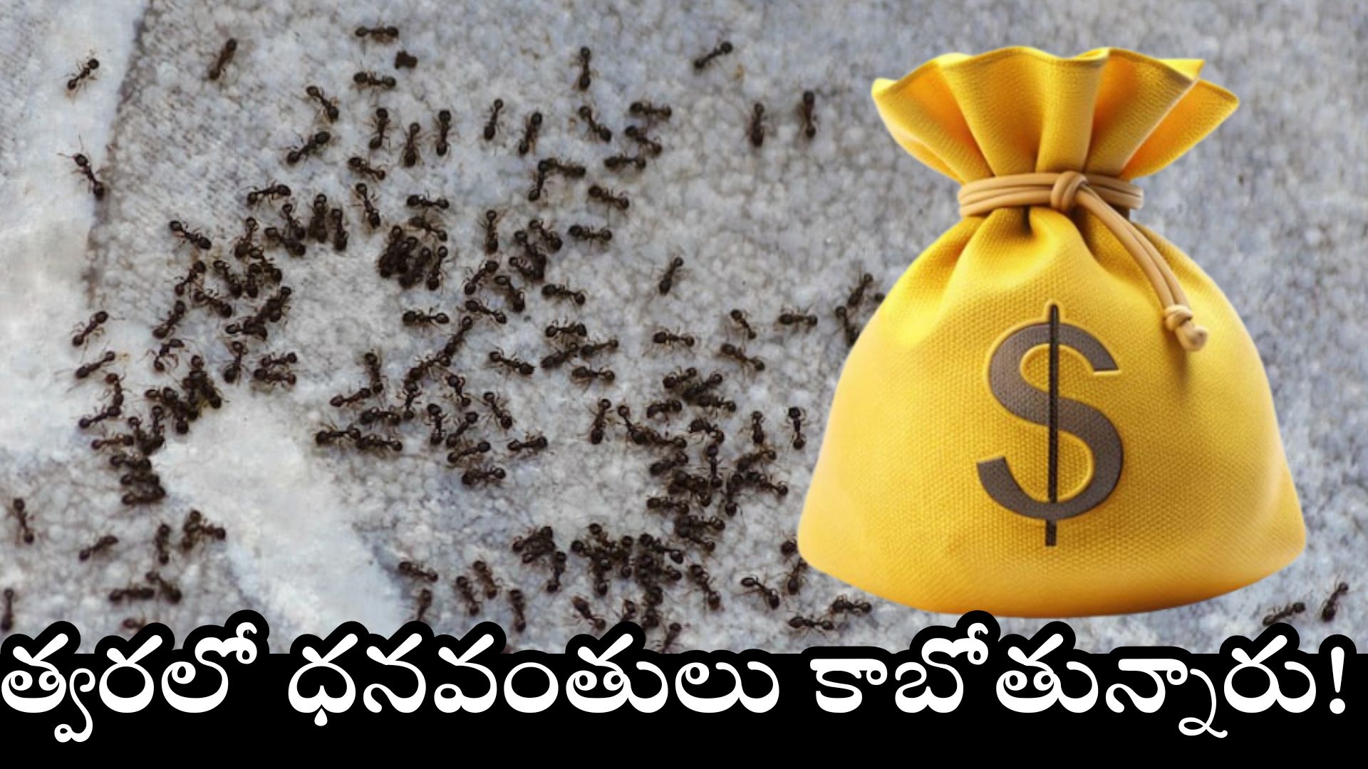 Ants Facts: ఇంట్లో తరచుగా నల్ల చీమల గుంపును చూస్తున్నారా? త్వరలో ధనవంతులు కాబోతున్నారు! Ants Facts: ఇంట్లో తరచుగా నల్ల చీమల గుంపును చూస్తున్నారా? త్వరలో ధనవంతులు కాబోతున్నారు!