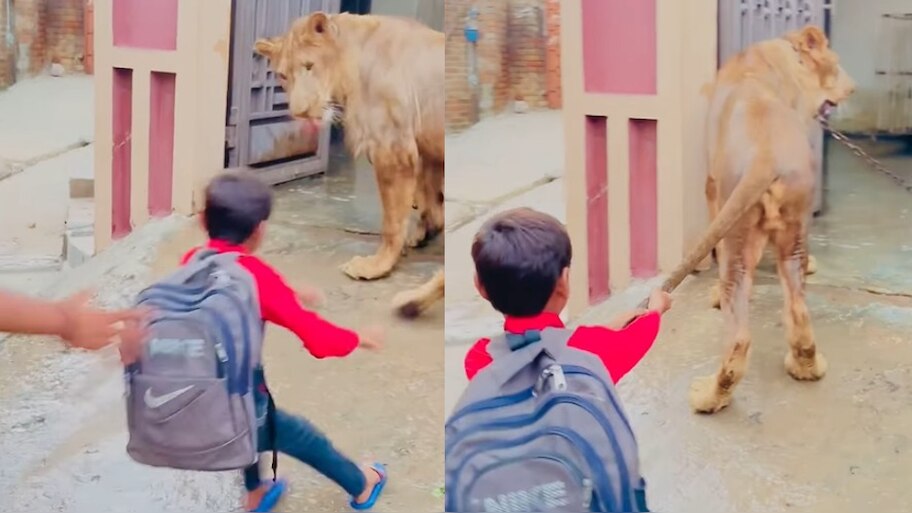 Lion Video Viral:  ఏంగుండెరా వాడిదీ.. ఏకంగా సింహం తోకను పట్టుకుని మరీ.. షాకింగ్ వీడియో వైరల్..