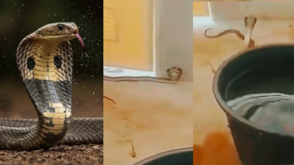 Snake Video: ఈ పాము మరీ చిలిపిగా ఉందే..!.. బాత్రూమ్ లోకి వెళ్లి మరీ యువకుడ్ని.. వీడియో వైరల్..