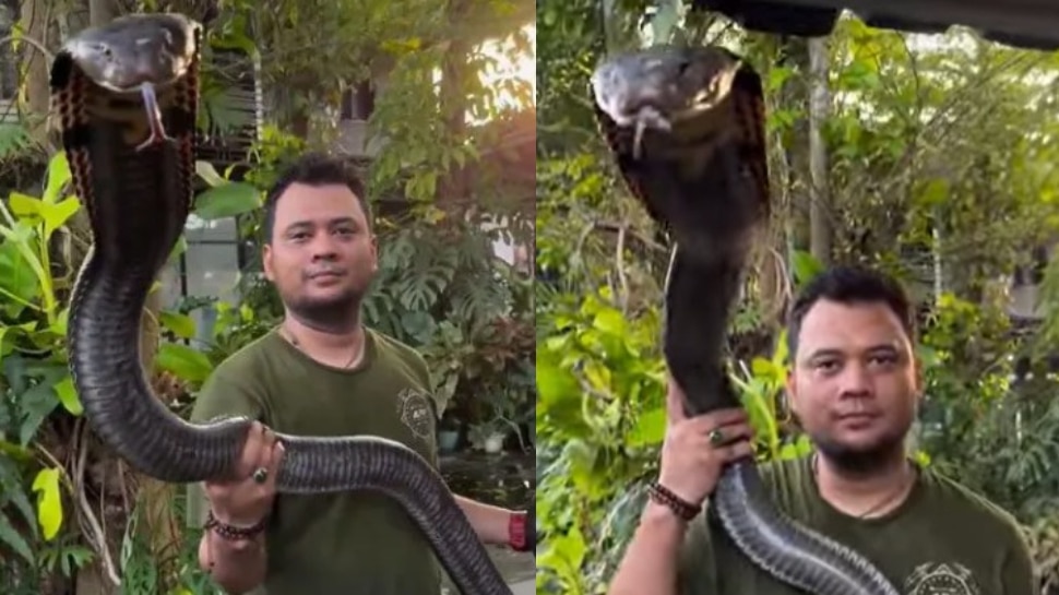 King Cobra Video: ఏంగుండెరా వాడిదీ.. 19 అడుగుల కింగ్ కోబ్రాతో డెంజరస్ విన్యాసాలు.. ఒళ్లు గగుర్పొడిచే వీడియో.. King Cobra Video: ఏంగుండెరా వాడిదీ.. 19 అడుగుల కింగ్ కోబ్రాతో డెంజరస్ విన్యాసాలు.. ఒళ్లు గగుర్పొడిచే వీడియో..