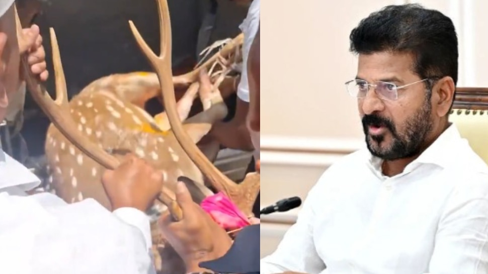 Deer Injured in HCU Video: హెచ్‌సీయూలో తీవ్రంగా గాయపడ్డ జింక.. సీఎం రేవంత్‌పై మండిపడుతున్న విద్యార్థులు.. వీడియో వైరల్..