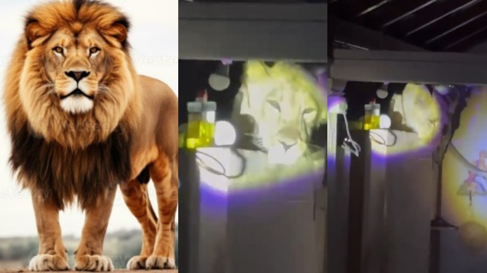 Lion Video: బాప్ రే.. కిచెన్‌లో అచ్చం పిల్లిలా దాక్కున్న భారీ సింహం.. ఒళ్లు గగుర్పొడిచే వీడియో..