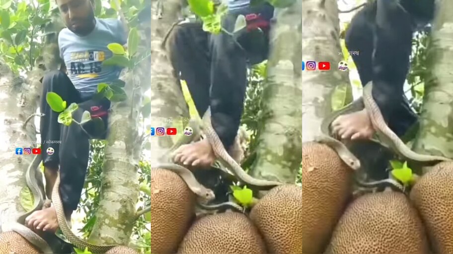 Cobra Snake Video: పనస కాయల చోరీకి వెళ్తే.. పాము చేతిలో అడ్డంగా బుక్కైయ్యాడుగా..!.. వైరల్‌గా మారిన ఫన్నీ వీడియో..