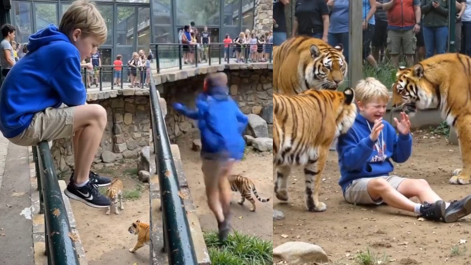 Viral Video: వామ్మో.. జూలో పెద్ద పులుల ముందు జారీ పడ్డ బాలుడు.. వైరల్‌గా మారిన చెమటలు పట్టిస్తున్న వీడియో.. 