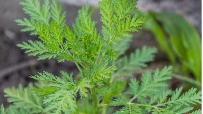 Snake Repellents: పాములు ఇళ్లలో చొరబడకుండా చేసే ఆకులు ఇవే