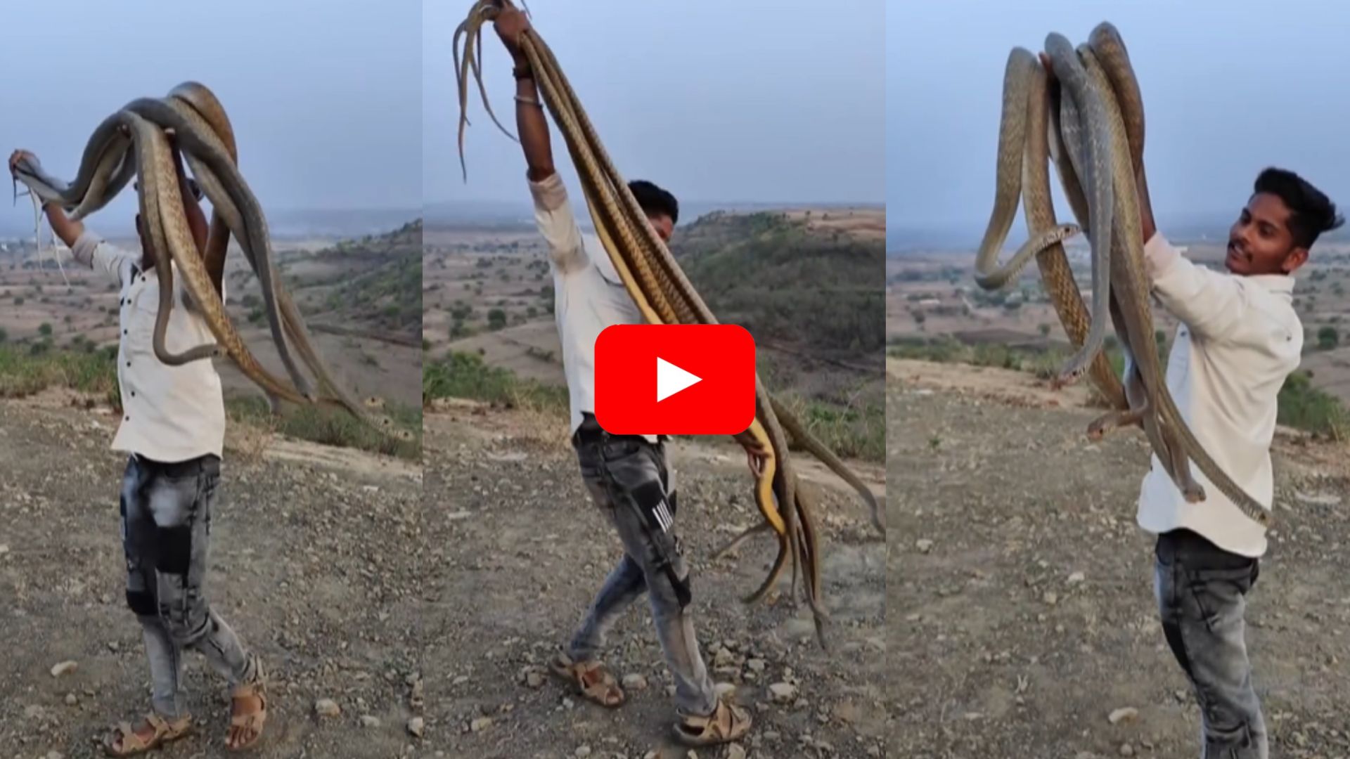 Giant Rattle Snake Video: ఇదేం ఆటరా స్వామి.. రాటిల్ స్నేక్స్‌ను ఏం చేసాడంటే.. వీడియో ఒక్కసారి చూడండి.. 