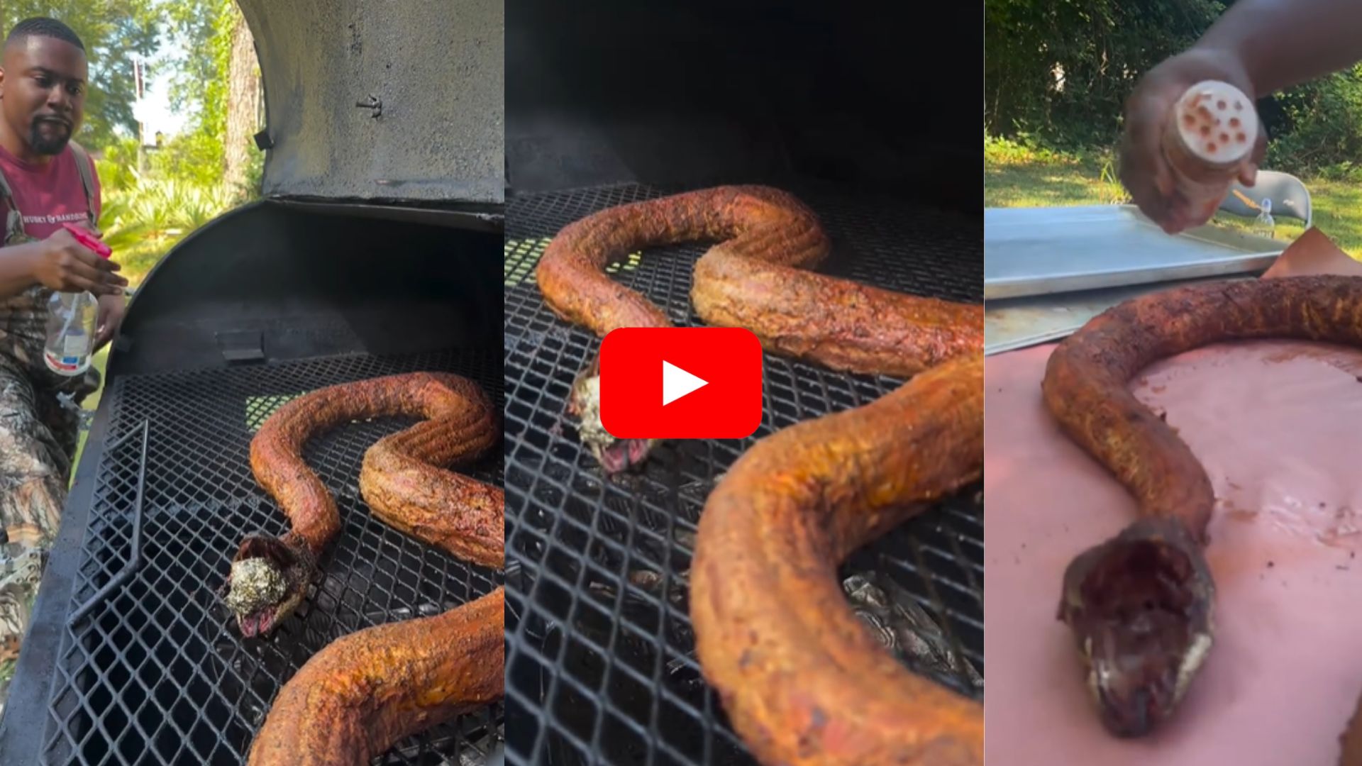 Giant Python Snake Viral Video Watch Here | Python Snake Viral Video ...