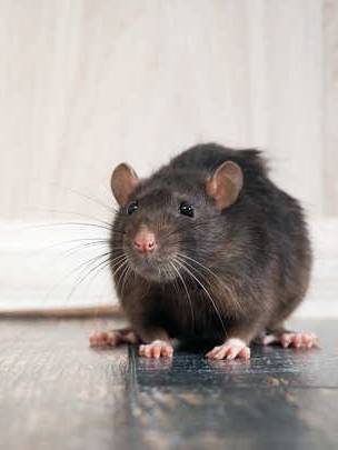 Snakes Like To Eat Bird Eggs | Best Snake Facts: అన్ని