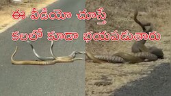 Snakes Dance: బుసలు కొడుతూ పాముల సయ్యాట.. బెంబేలెత్తిన ప్రయాణికులు