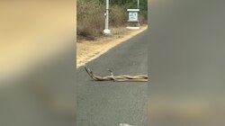 Snakes Dance: రోడ్డుపై పాముల సయ్యాట.. వీడియో వైరల్‌