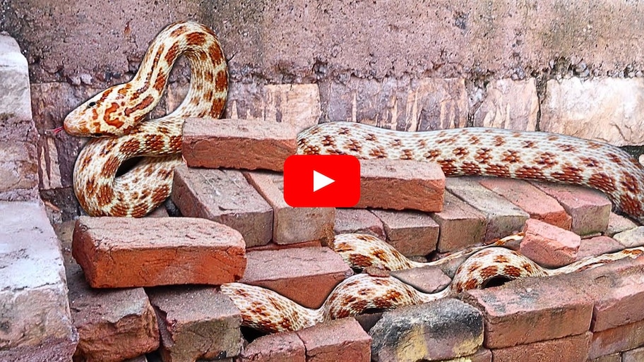 Unique Snake Video: అరుదైన వింత పాములు..స్నేక్‌ క్యాచర్‌ సింగిల్‌ హ్యాండ్‌తో ఎలా పట్టేశాడో చూడండి..