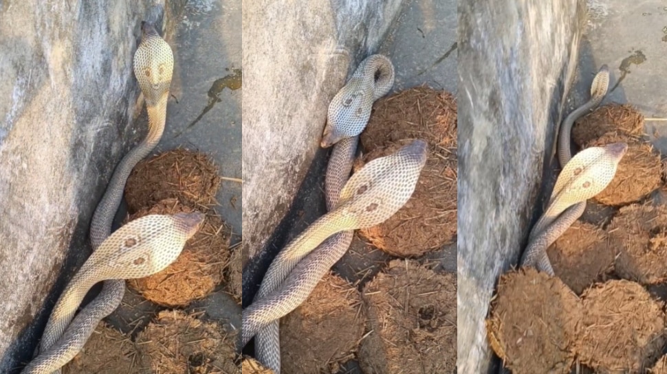 King Cobra Snakes Mating Video: వావ్.. పిడకల పాన్పు మీద సయ్యాట లాడుతున్న నాగు పాములు.. నెట్టింట హల్ చల్ చేస్తున్న వీడియో..