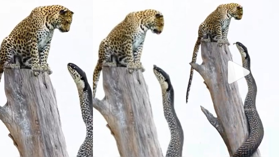 Cobra VS Leopard Video: అట్లుంటదీ మాతోనీ.!.. చిరుతకే సుస్సు పోయించిన కింగ్ కోబ్రా.. వీడియో వైరల్..