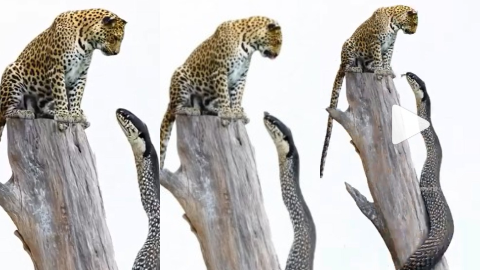 Cobra VS Leopard Video: అట్లుంటదీ మాతోనీ.!.. చిరుతకే సుస్సు పోయించిన కింగ్ కోబ్రా.. వీడియో వైరల్.. Cobra VS Leopard Video: అట్లుంటదీ మాతోనీ.!.. చిరుతకే సుస్సు పోయించిన కింగ్ కోబ్రా.. వీడియో వైరల్..