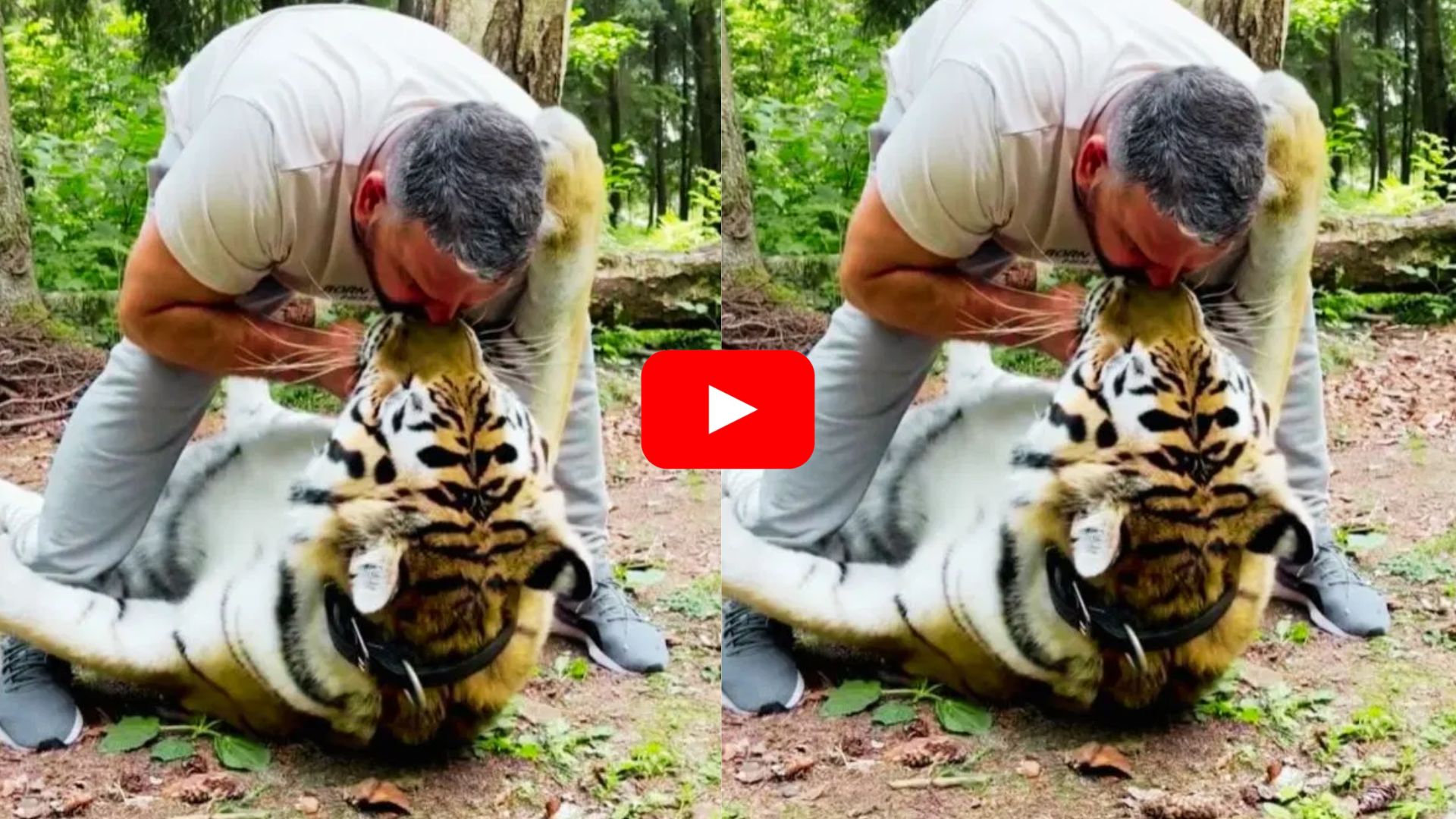 Man Kissed Tiger Video: ఉదయాన్నే కోటర్ వేసినట్టున్నాడు.. ఏకంగా పులిని ముద్దు పెట్టేసుకున్నాడు.. వీడియో ఇదే.. Man Kissed Tiger Video: ఉదయాన్నే కోటర్ వేసినట్టున్నాడు.. ఏకంగా పులిని ముద్దు పెట్టేసుకున్నాడు.. వీడియో ఇదే..