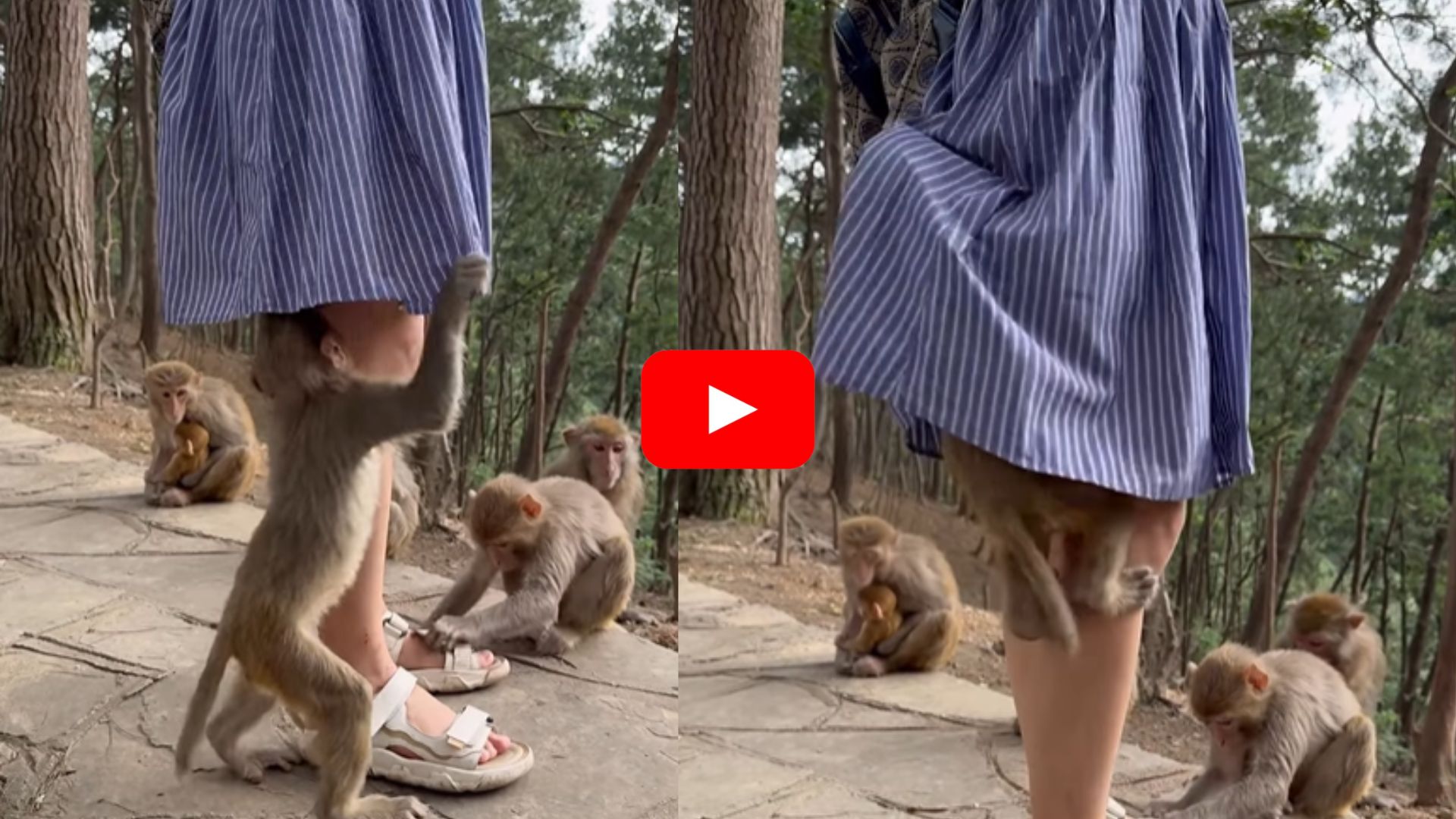 Baby Monkey Video: యువతి లోదిస్తుల్లోకి దూరిన కోతి పిల్ల.. తల్లి కోతి ఏం చేసిందో చూడండి.. వీడియో మీకోసమే.. Baby Monkey Video: యువతి లోదిస్తుల్లోకి దూరిన కోతి పిల్ల.. తల్లి కోతి ఏం చేసిందో చూడండి.. వీడియో మీకోసమే..