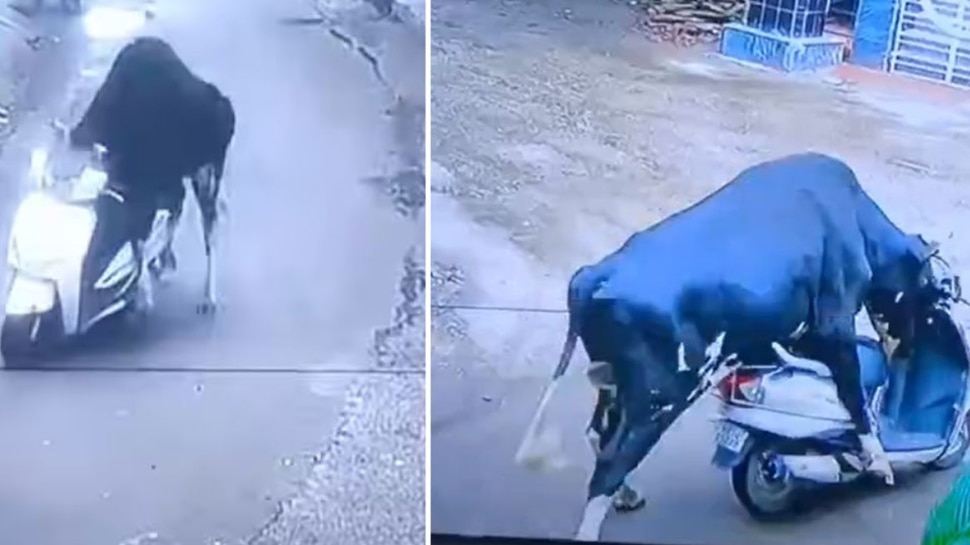 Viral Video: అయ్యబాబోయ్ ఎద్దు కూడా స్కూటీ నడుపుతోందే..? సీసీ టీవీ ఫూటేజ్ చూస్తే మీరే నోరెళ్లబెడతారు.. Viral Video: అయ్యబాబోయ్ ఎద్దు కూడా స్కూటీ నడుపుతోందే..? సీసీ టీవీ ఫూటేజ్ చూస్తే మీరే నోరెళ్లబెడతారు..