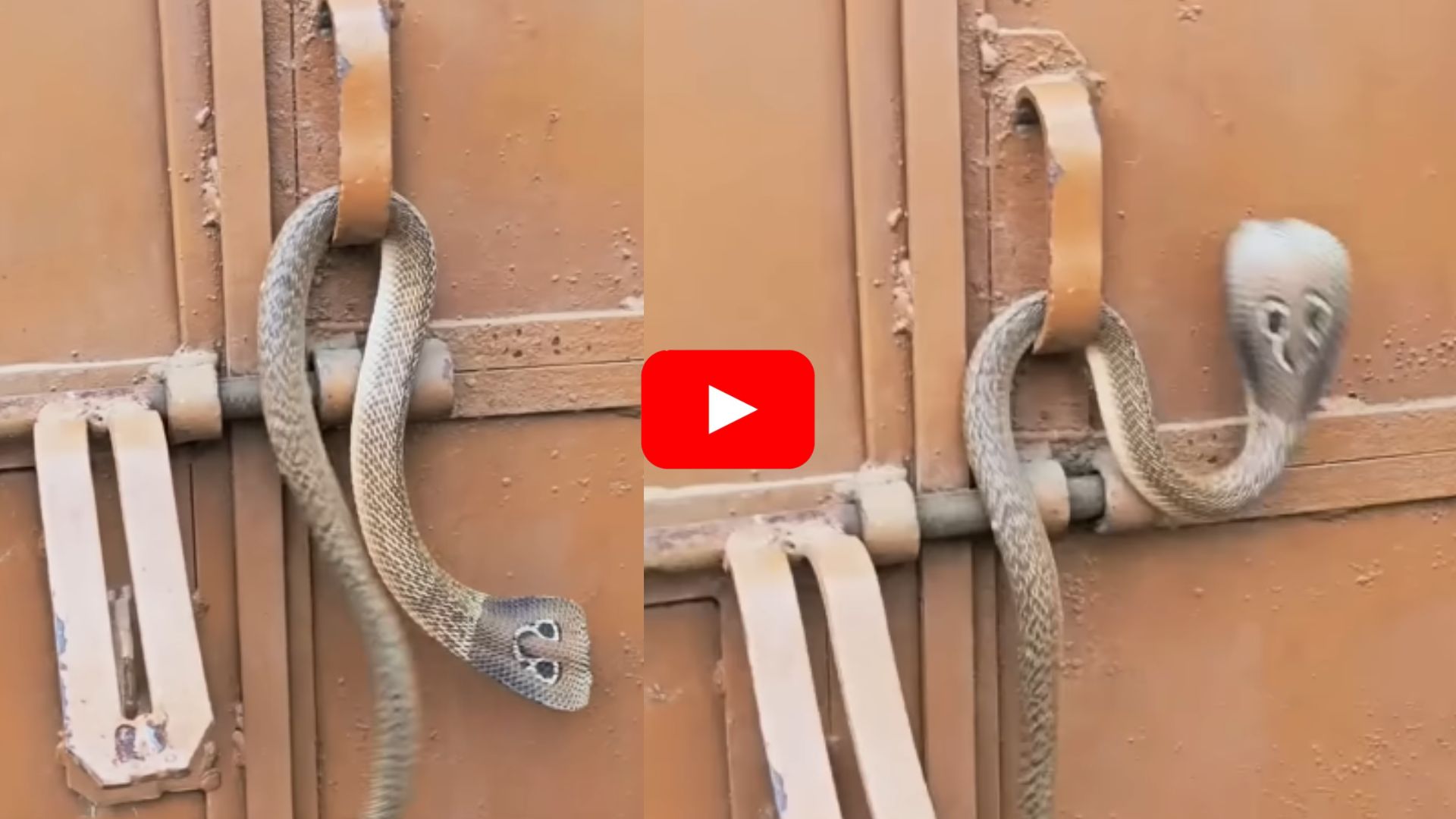 Rare King Cobra Guards Viral Video: ఇంటికి కాపలాగా కింగ్ కోబ్రా.. వీడియో చూసి ఆశ్చర్యపోతున్న జనాలు.. 