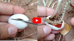 Snake Egg Rare Video: వామ్మో.. పాము గుడ్డును కత్తెరతో రెండు ముక్కలుగా కట్ చేసి.. పిల్లను బయటికి తీశారు!
