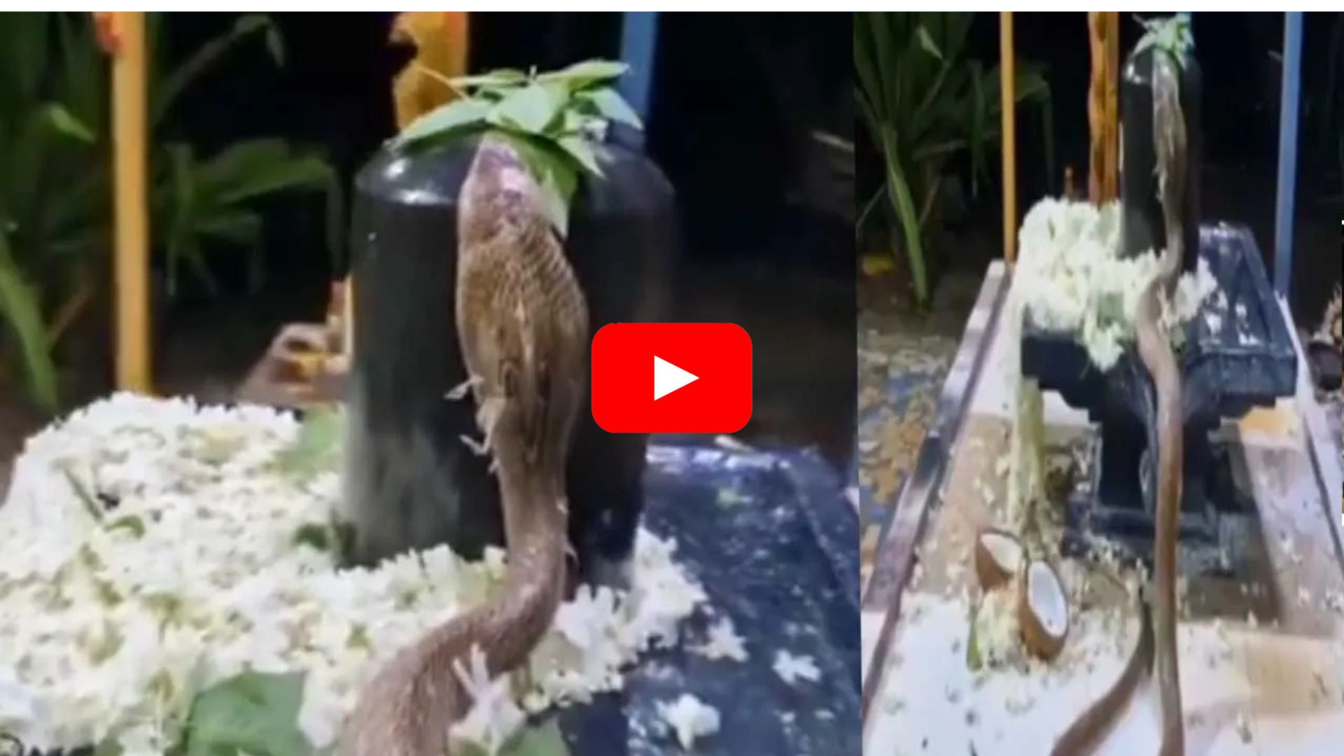Huge Cobra Worship Video: శివలింగానికి పూజలు చేసిన భారీ నాగుపాము.. ఇదిగో సాక్ష్యం ఇదే..
