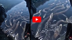 Venomous Anaconda Video: ఇదేంటి సామి.. డజన్ల కొద్ది 100 అడుగుల అనకొండ పాములు.. అరుదైన వీడియో వైరల్‌..