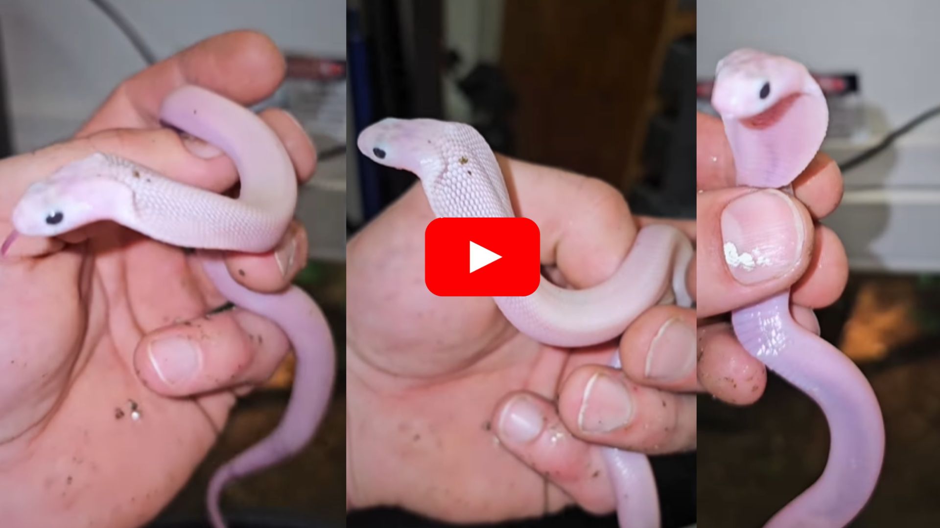 King Cobra Video: అప్పుడే జన్మించిన కింగ్ కోబ్రా పిల్ల ఎలా ఉంటుందో తెలుసా? ఈ వీడియో మీకోసమే.. King Cobra Video: అప్పుడే జన్మించిన కింగ్ కోబ్రా పిల్ల ఎలా ఉంటుందో తెలుసా? ఈ వీడియో మీకోసమే..