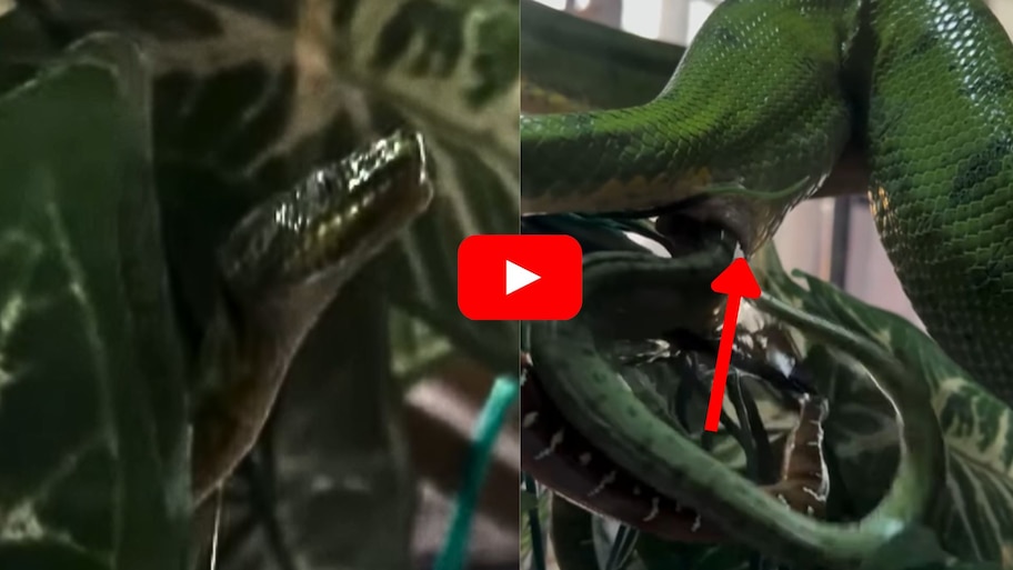 Green Vipers Viral Video: పాములు వాటి పిల్లలకు జన్మనివ్వడం చూశారా?.. సోషల్ మీడియాలో అరుదైన వీడియో వైరల్..