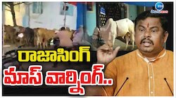 Raja singh: బక్రీద్ సందర్భంగా బీజేపీ ఎమ్మెల్యే రాజా సింగ్ మాస్ వార్నింగ్.. 
