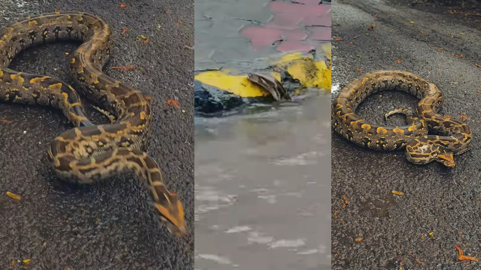 Indian Python Underwater Giant python spotted in navi Mumbai in floodwater video goes viral on ...