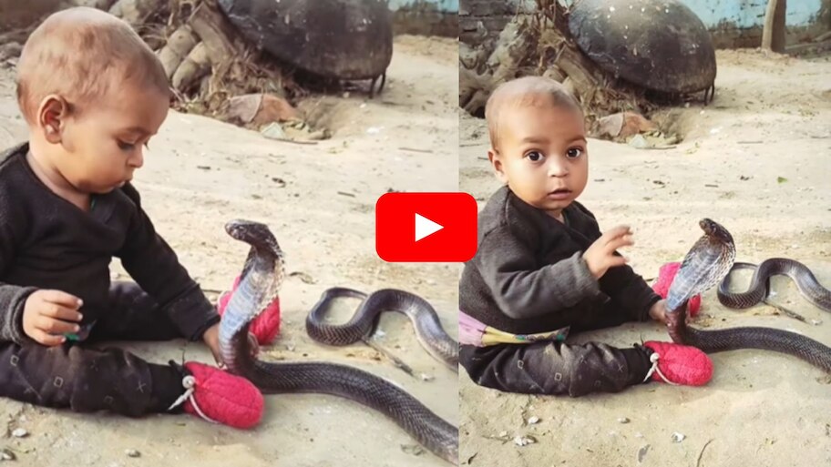 Black King Cobra Video: కాలనాగుతో ఆడుకుంటున్న చిన్న బుడ్డొడు.. వీడియో సోషల్ మీడియాలో హల్చల్..